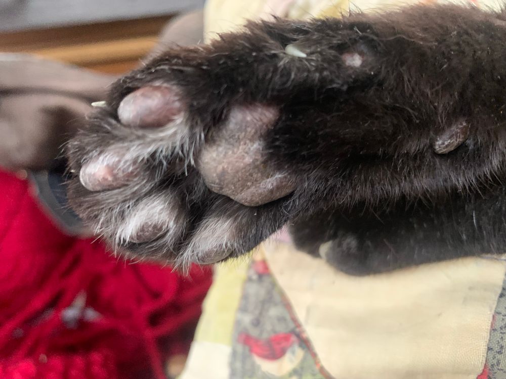 Extended paw of a black cat 