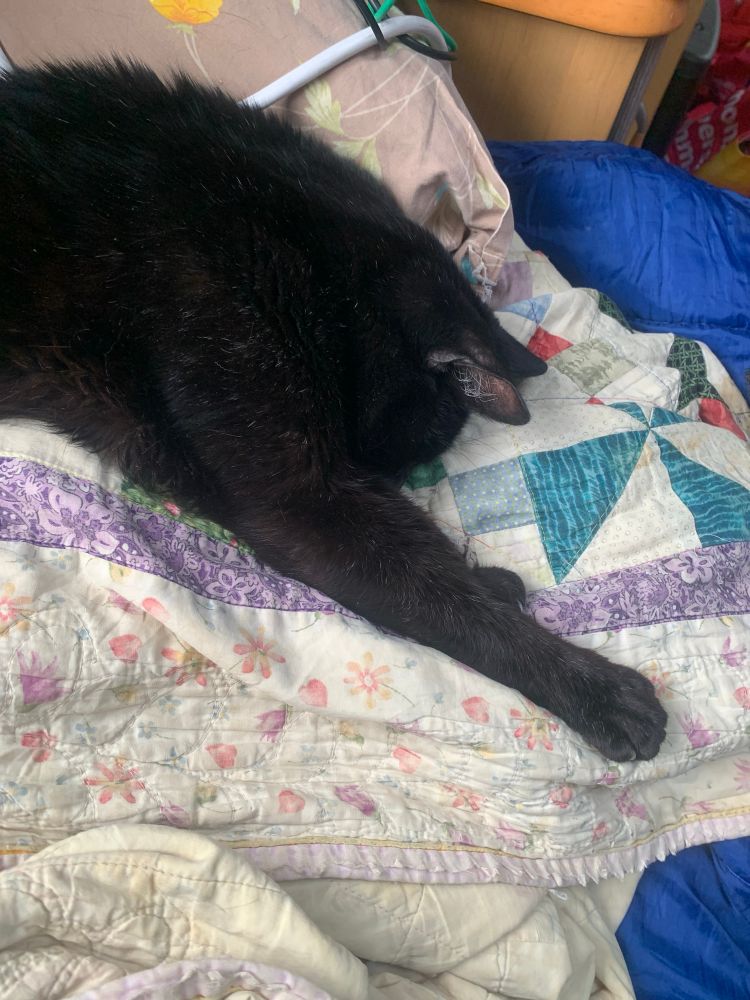 Black cat on patchwork quilt 