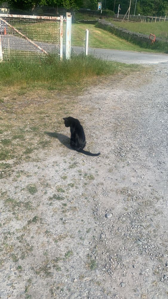 Little black cat on a dusty road 