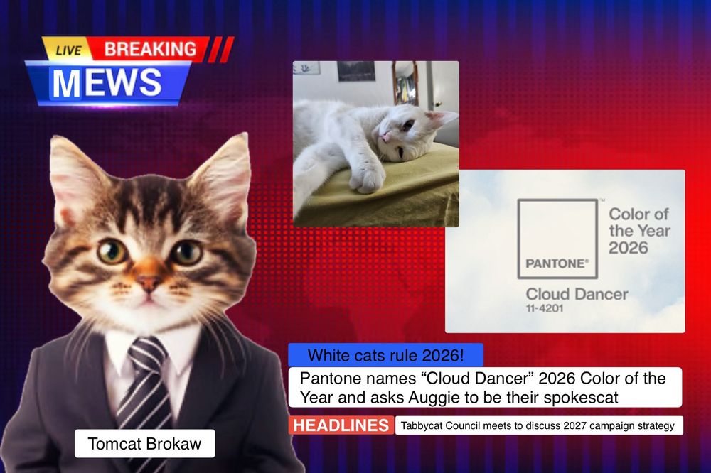 Photo edited screen shot looks like a cable news broadcast with a cat named Tomcat Brokaw in a suit as the anchor. Includes photo of Auggie the beck and the 2026 Pantone Color of the Year. Headline reads “White cats rule 2026. Pantone names Cloud Dancer color of the year and asks Auggie to be their spokescat. Tabby cat council meets to discuss 2027 campaign strategy. ”