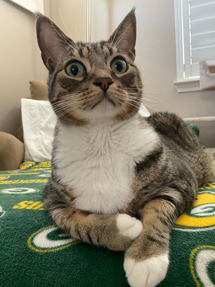 Clise-up of tabby cat with white bib on a Green Bay Packers logo fleece blanket