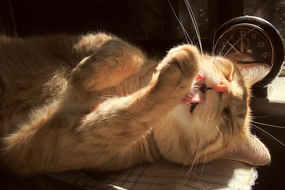 Orange tabby cleaning up
