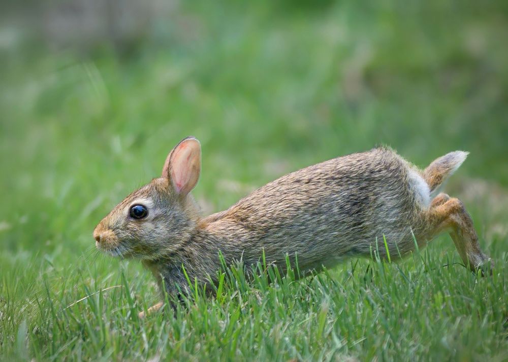 Bunny running right to left through the grass