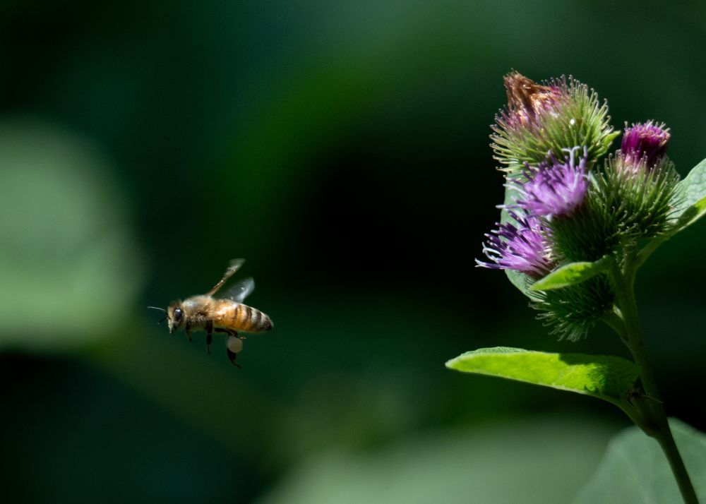 Honeybee flying to the left, away from a burdock plant on the right 