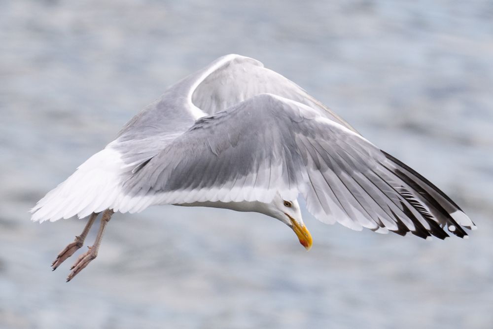 Gull flying left to right. Looking for clues