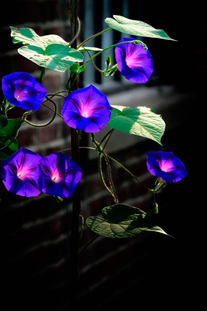 A morning glory vine wrapped around a pole outside a brick house. Six flowers and large green leaves. Purplish bluish 