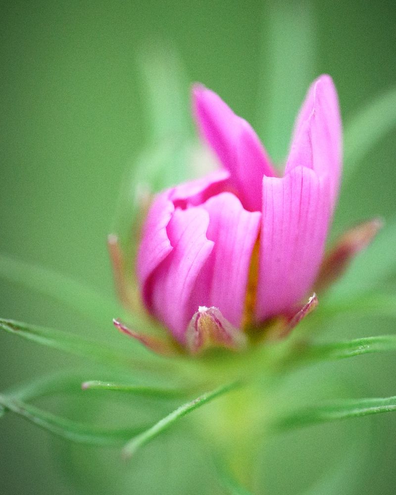Pink cosmos blossom, just beginning to open. Green background. 