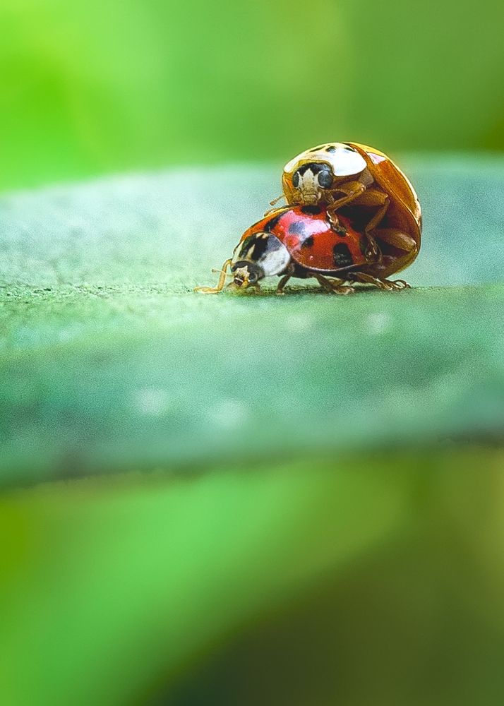 Ladybugs connecting on a leaf