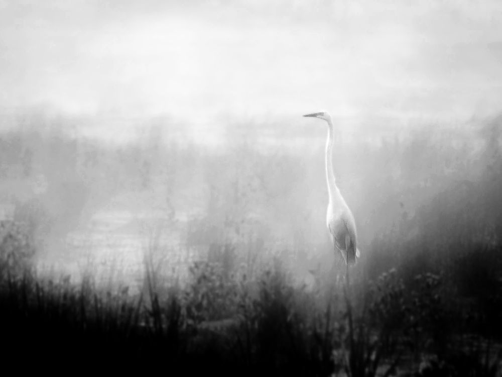 Black and white hazy marsh with a very tall bird on the right. 