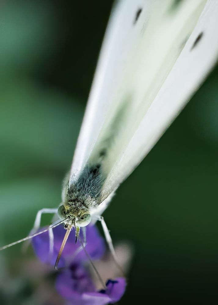 White butterfly with wings shut. Perched on a small purple flower. A short black streak towards the top of the wings. Gray head and back with green eyes. 