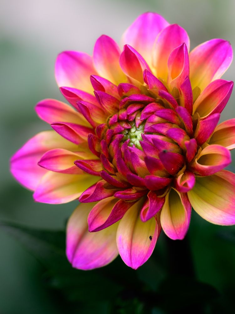 Closeup shot of a dahlia. Reds, yellows, pinks and things I can’t explain. 