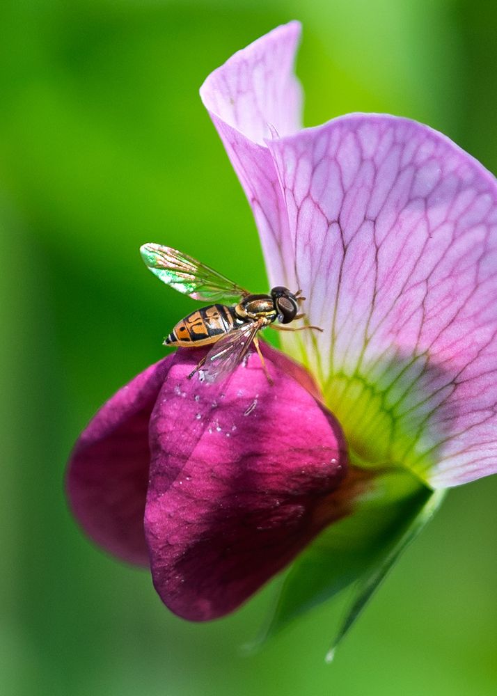 Hoverfly on a pink and magenta pea flower. 