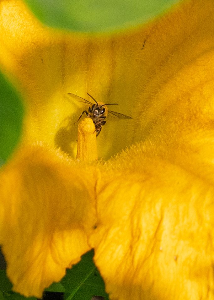 Yellow squash blossom with a visiting bee. 