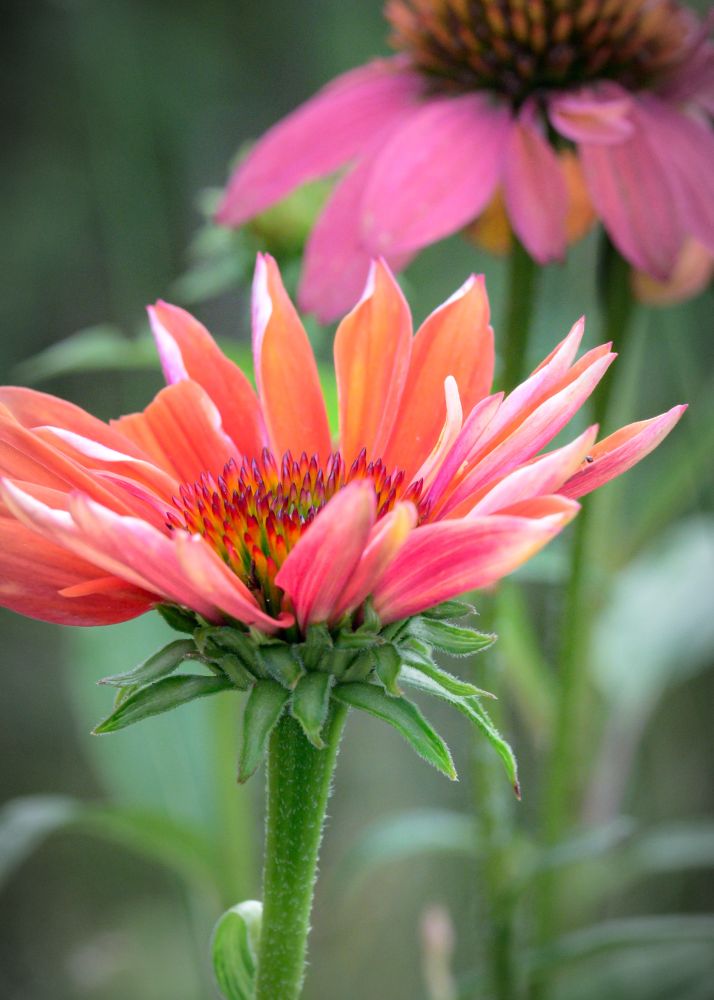 Peachy echinacea in the foreground in focus. Purplish one behind to the right, slightly out of focus 