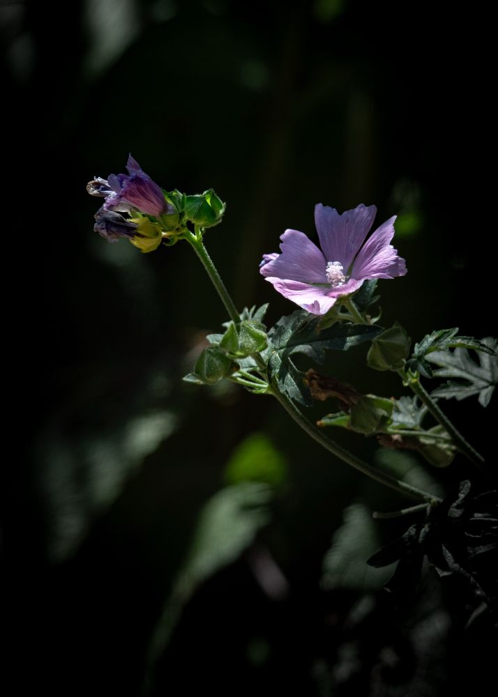 Light purple flowers growing on the right, but leaning left towards a bit of sunlight. Background is dark. 