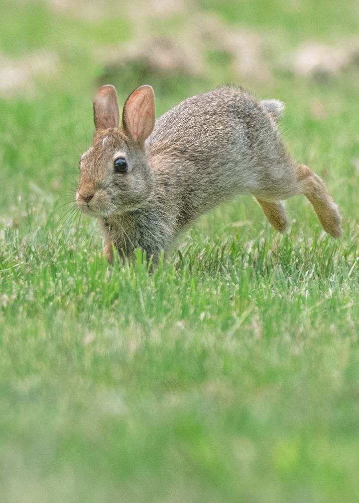 Small rabbit. Green grass. Hop. 