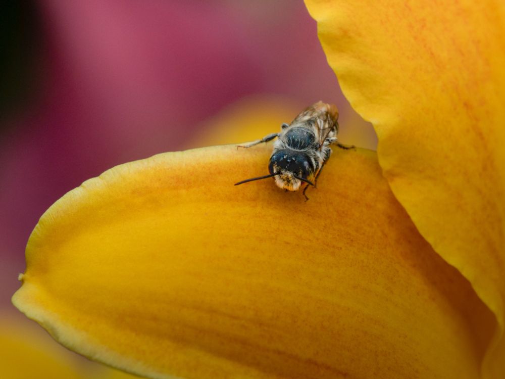 Tiny bee. Could be several. I couldn’t identify it. Anyhow it’s on a pretty yellow flower. 