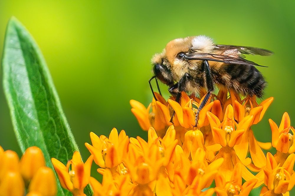 Bee on top of an orange plant. Butterfly weed. The bee is facing left and there is a green leaf on the left side. 