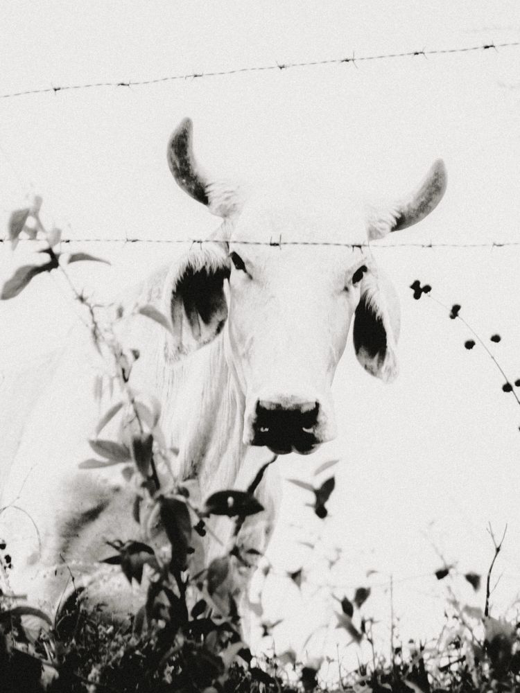 Black and white bull staring from behind a fence. 