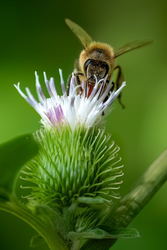 Honeybee having a chew on top of a burdock plant
