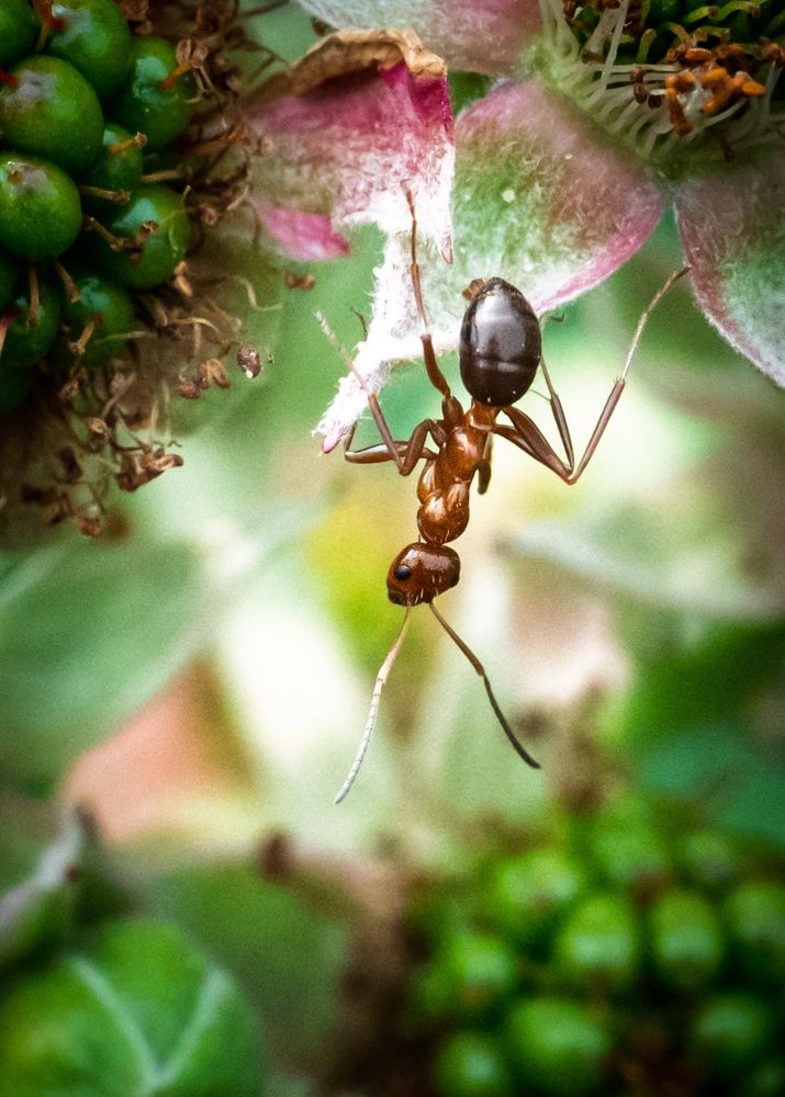 Red ant on a blackberry bush