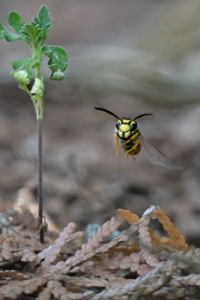 Yellowjacket wasp coming for me