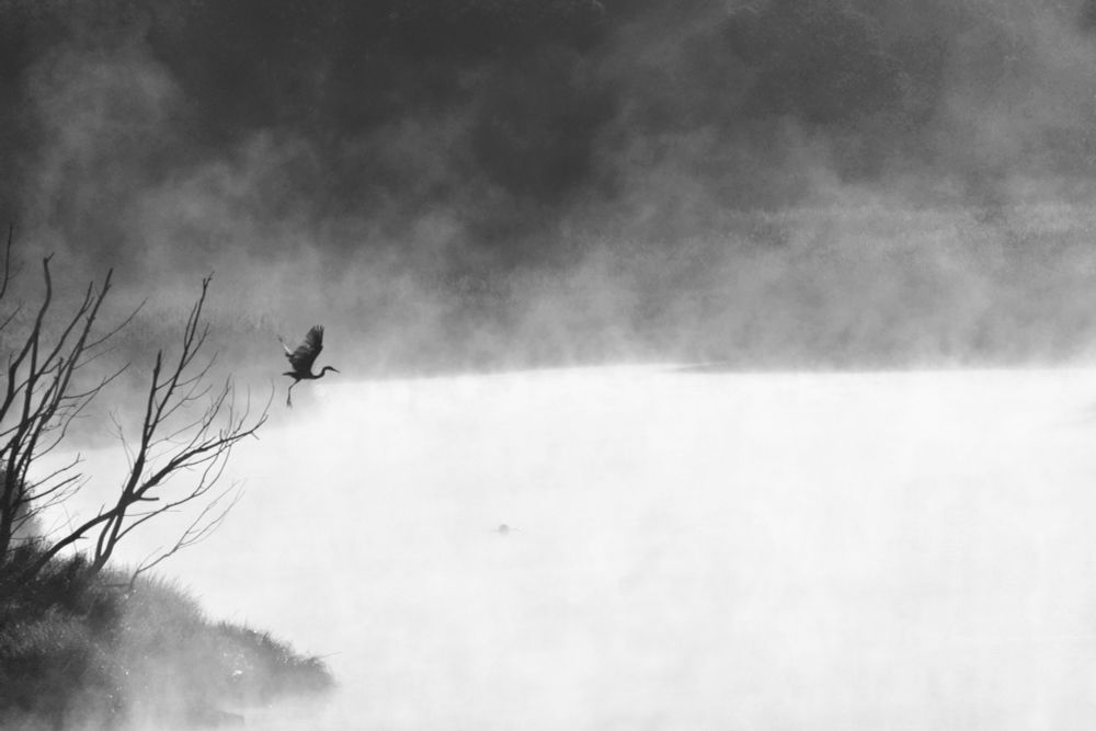 Heron taking off from a tree. Early morning mist over a river. 