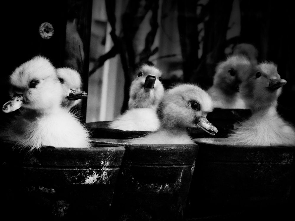 Black and white image of ducks in pots. 