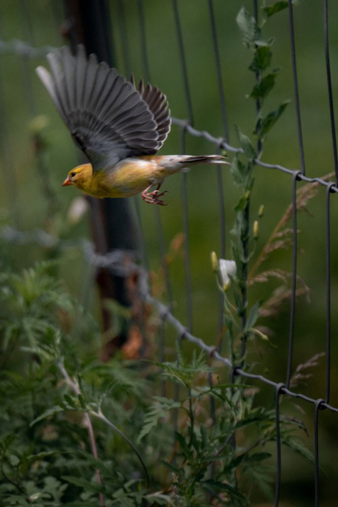 Yellow bird flies off to the right from a wire fence. A wooden fence post behind the bird, and flowers growing around the fence. 