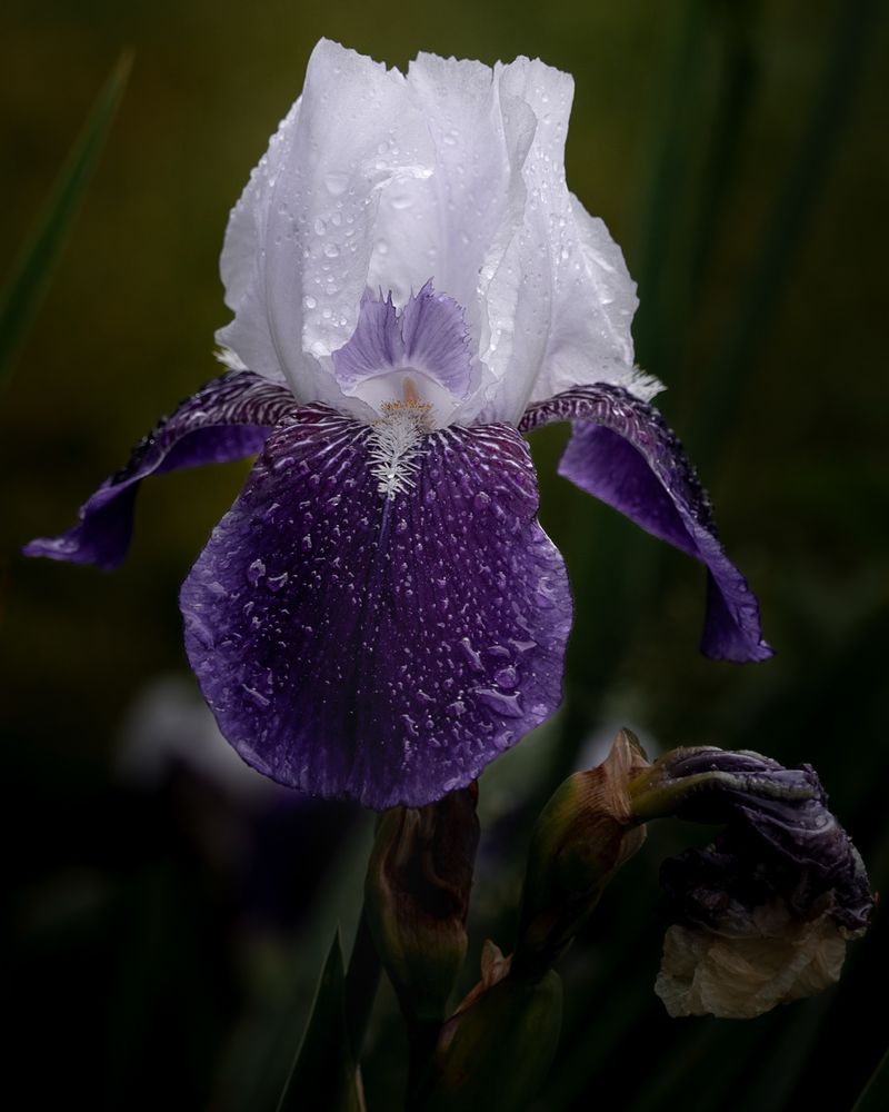 Flower on a dark background. White on top. A lovely purple lower half. 