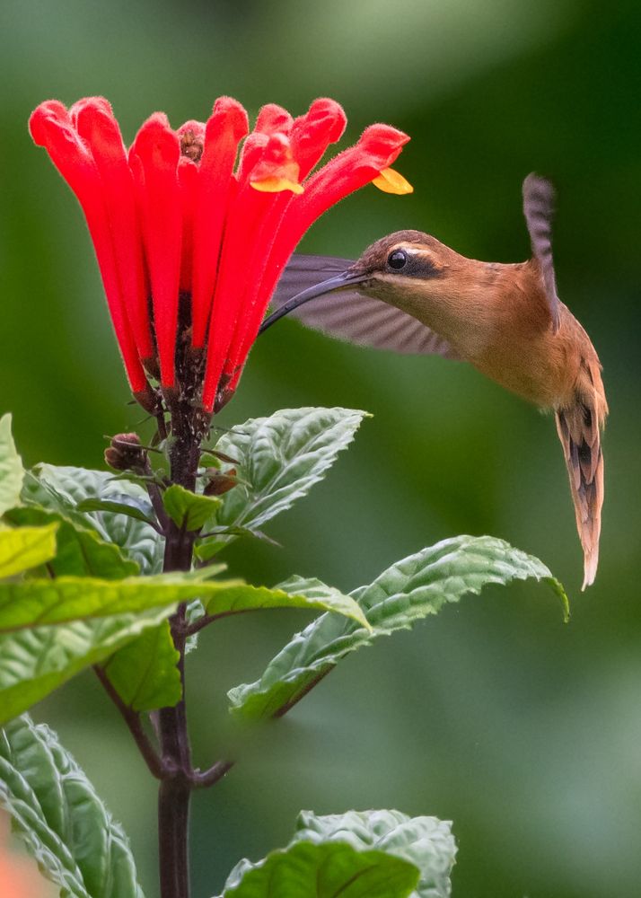 Brown hummingbird. Red flower. 