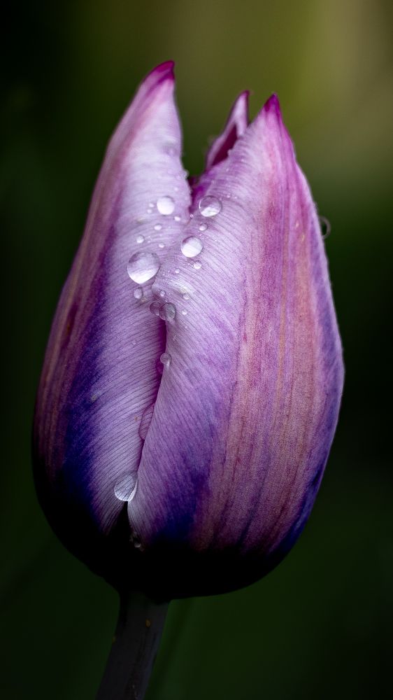 Multi-hued tulip. Primarily purplish. Partially opened with raindrops 