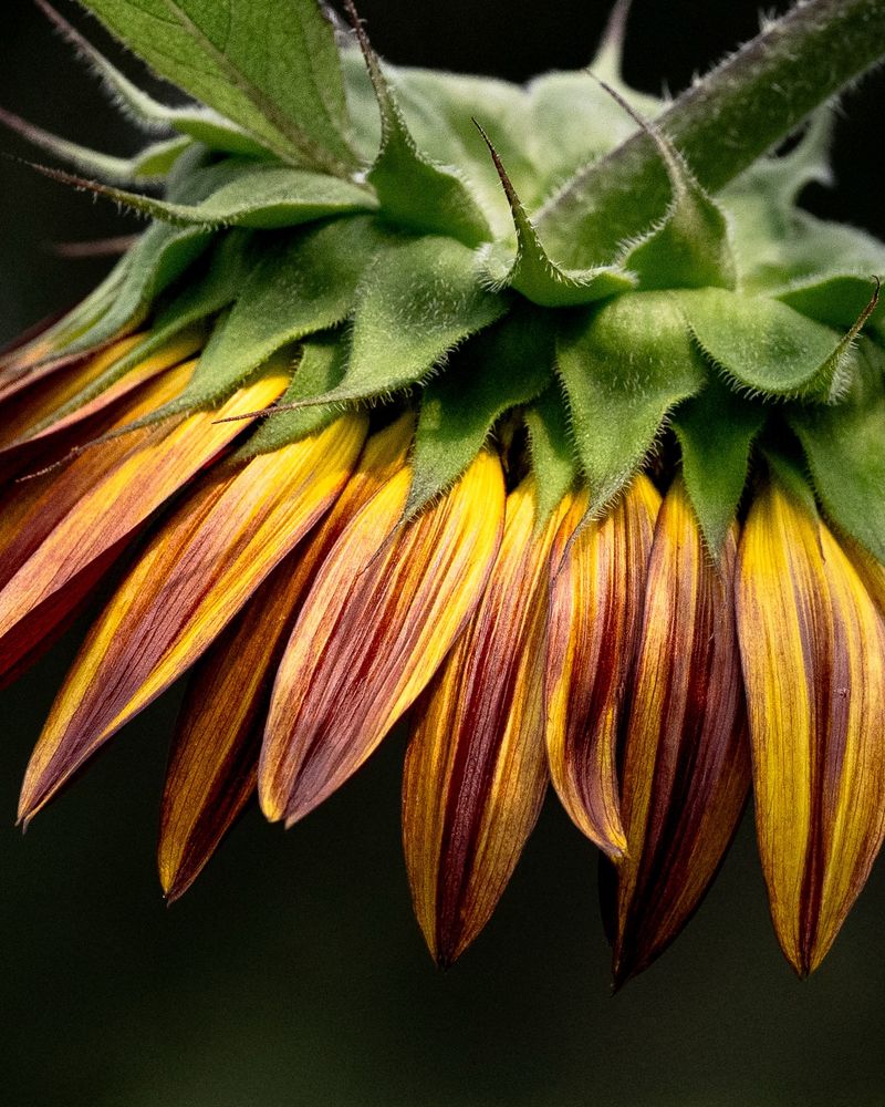 Back of an orange and yellow sunflower   Hanging straight down. 