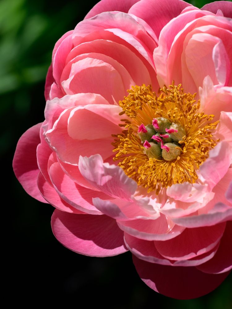 Pink flower on the right taking up most of the frame. Yellow center. Black background with a bit of green foliage. 