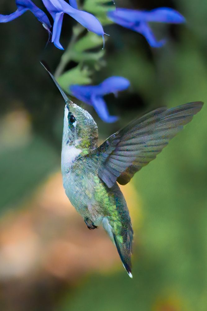 Ruby-throated hummingbird in flight. 