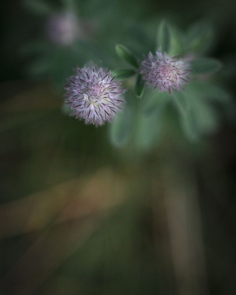 A bit of clover in the top right, shot from directly above. 