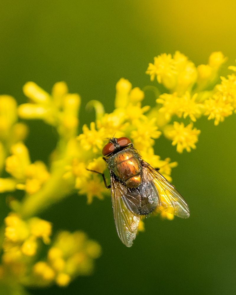 Bronze fly with red eyes on a yellow plant. Green background. 