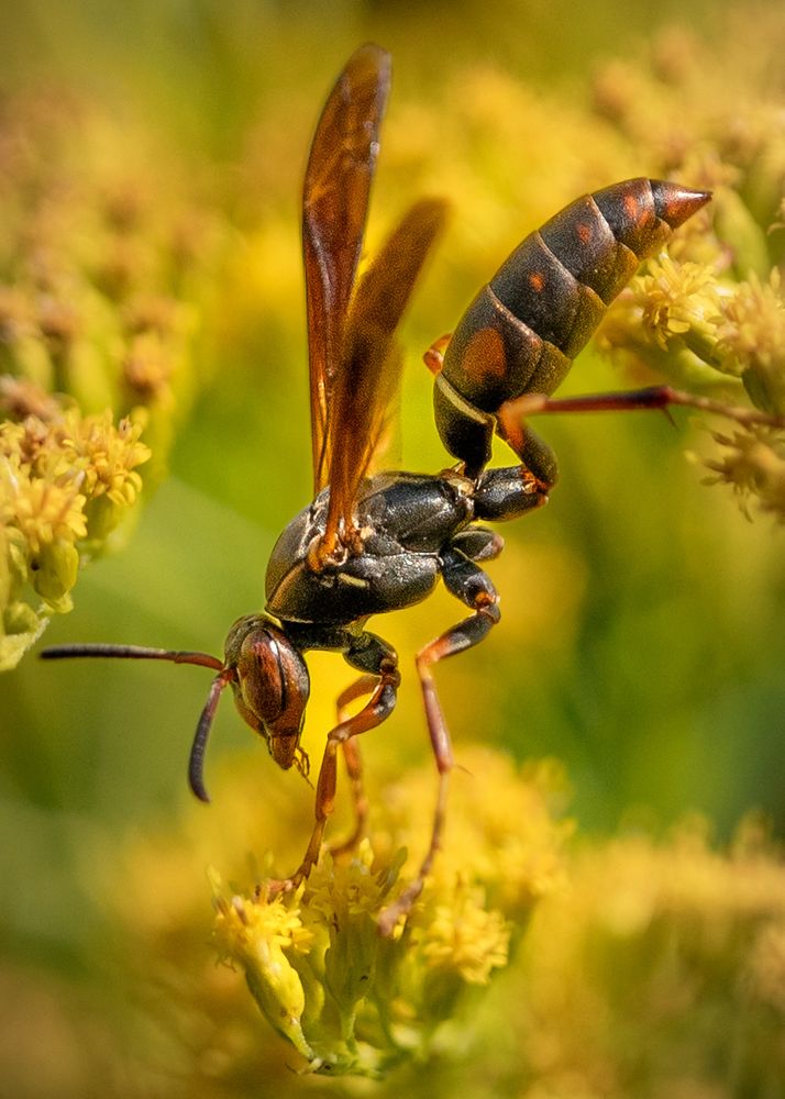 Close up brown wasp among yellow flowers. 