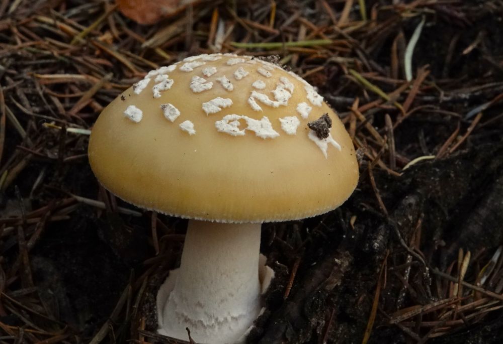 Deze zwam ziet eruit als een bleke vliegenzwam. In plaats van rood is de zwam geel met witte stippen.