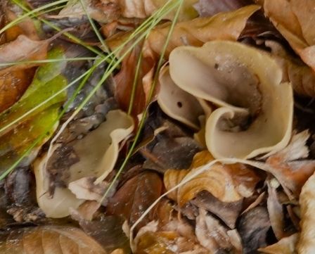 Twee bruin beige zwammen met een beetje in elkaar gekrulde hoed. Van boven gefotografeerd. Ze staan tussen afgevallen blad en bij een polletje sprieterig gras.