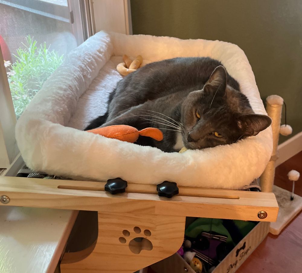 Cat falling asleep in a window bed.