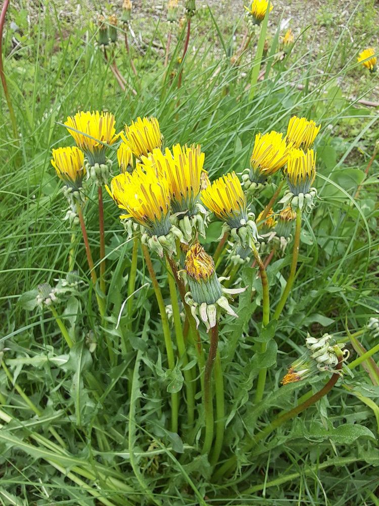 group of curled up dandelions