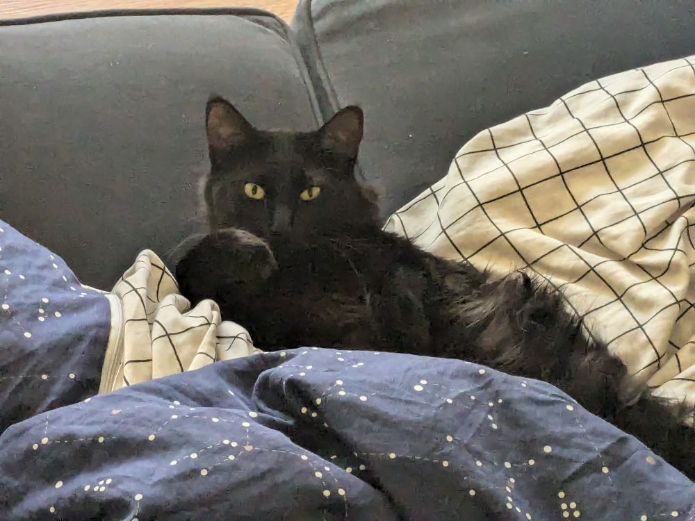 a black cat with yellow eyes lounging on her back in a pile of blankets on a couch, staring at the camera with one paw raised to her mouth.