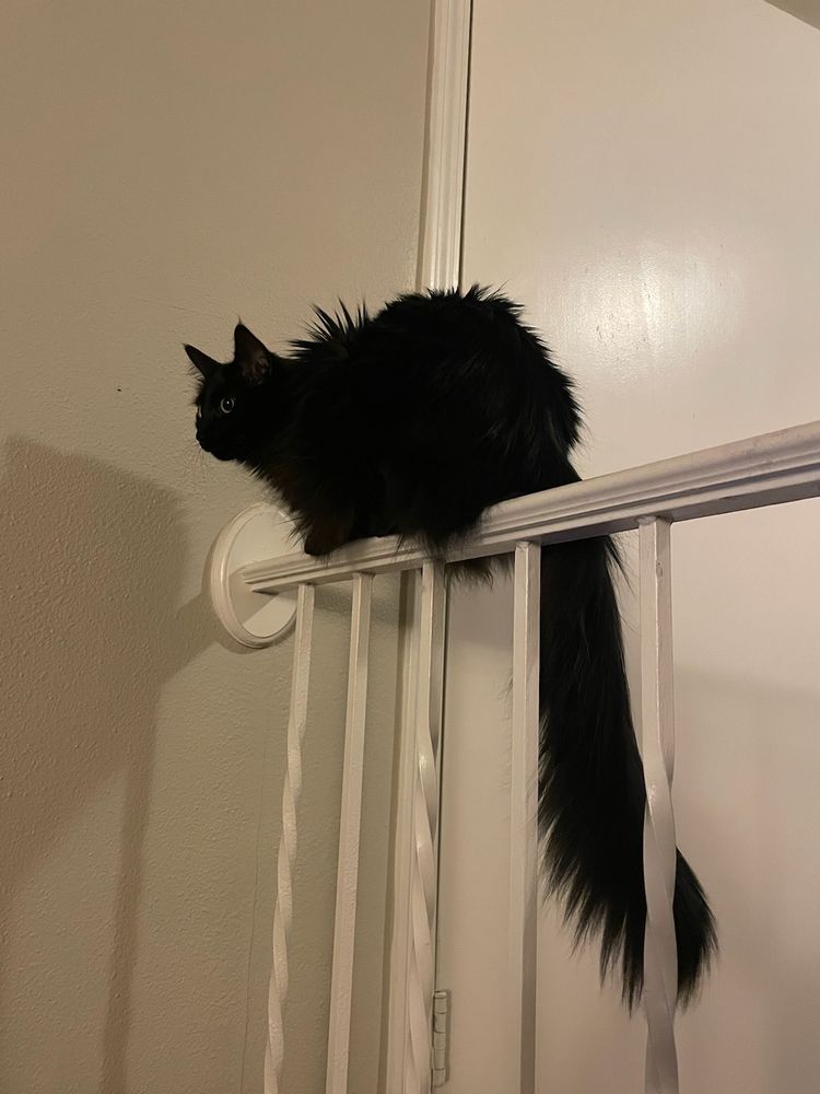 an all black cat perched on a metal railing, with a wide eyed expression, puffed up fur, and fluffy tail hanging down behind her, longer than she is tall