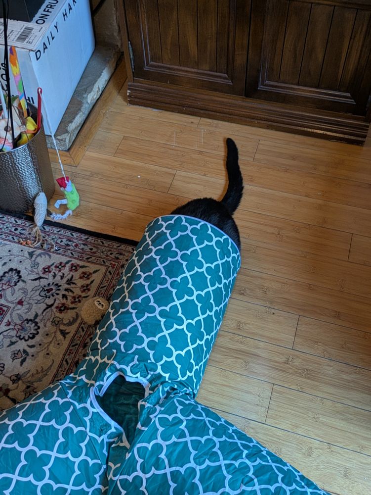 a black cat butt and tail poking out of the end of a cat tube