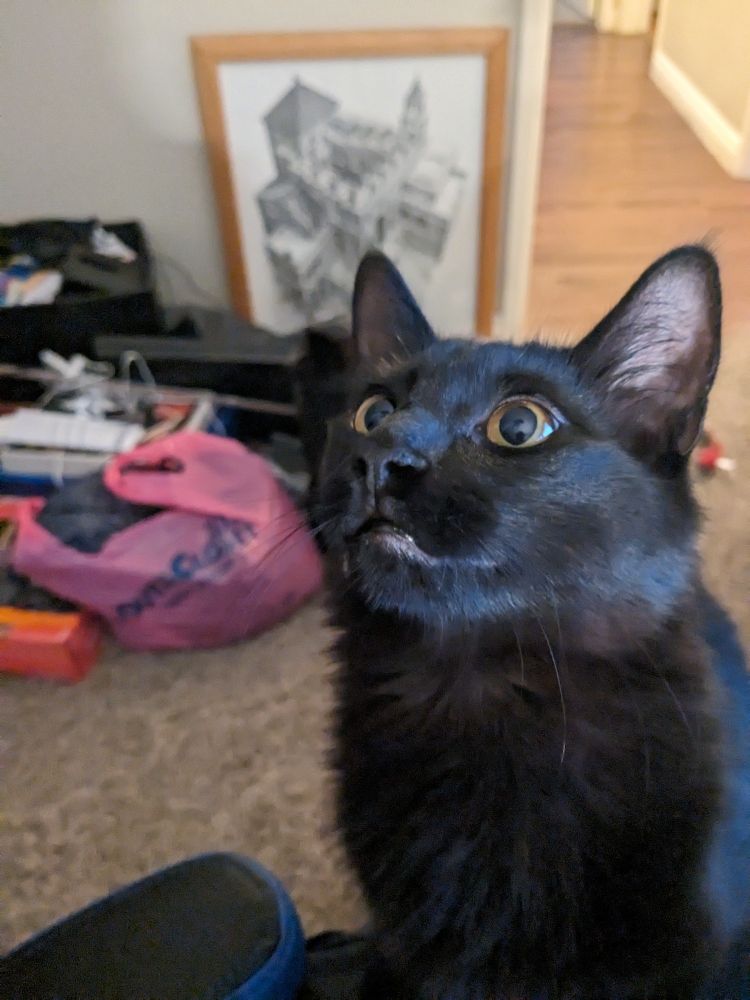 a black cat with wide orange eyes is staring entranced at something just out of frame.