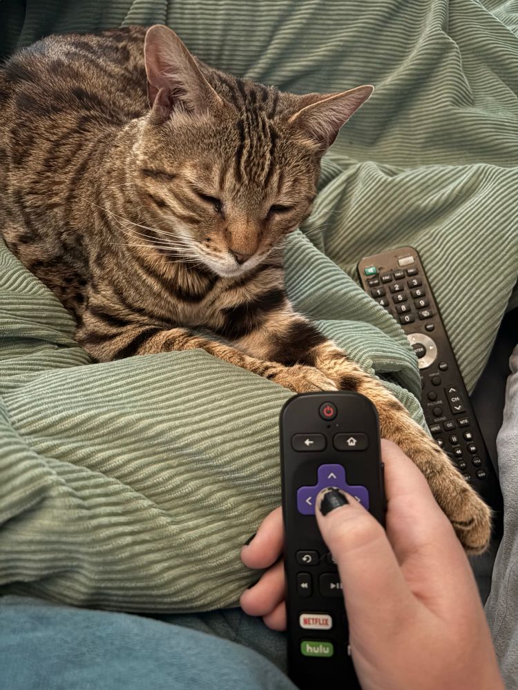 A person holds a Roku remote in their hand while their bengal cat is laying in their lap and resting her paw on their hand. 