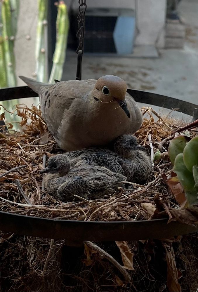 Mother mourning dive keeping watch over two fuzzy-headed chicks, all sitting in a hanging plant basket 