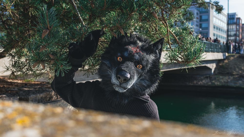 A photograph of a grey black anthropomorphic wolf standing under a tree in the centre of Malmö. In the background is a river and a bridge.