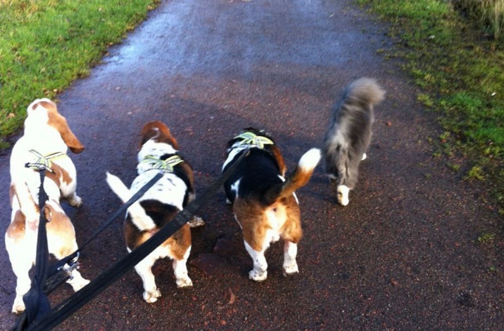 Three basset hounds on a walk with a grey fluffy tailed cat walking alongside them 